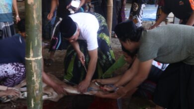 Foto: Penyembelihan Hewan Qurban